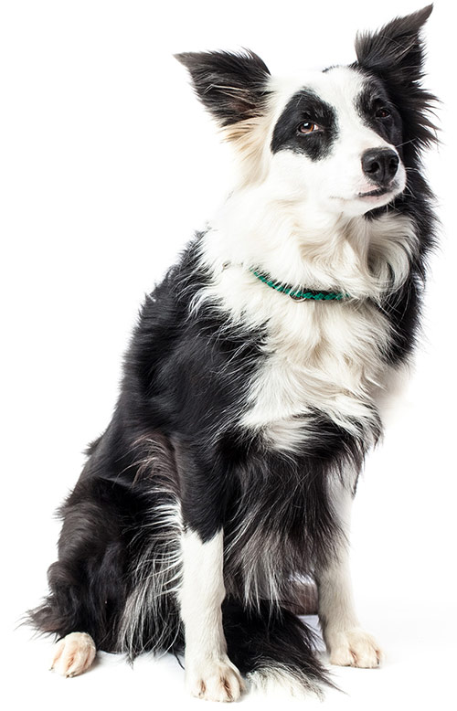 NanuBorderCollie