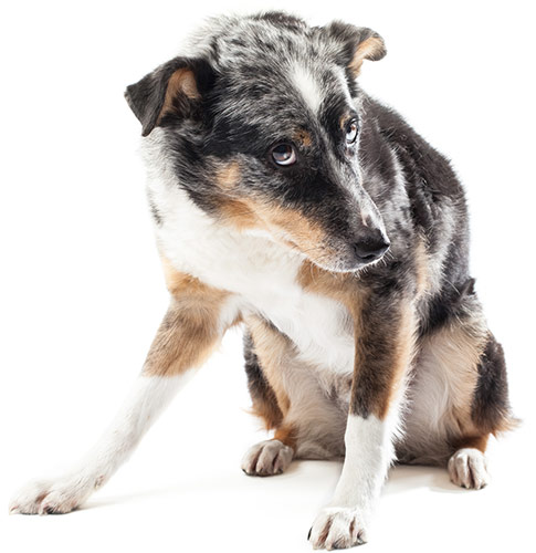Über Menschen und Hunde